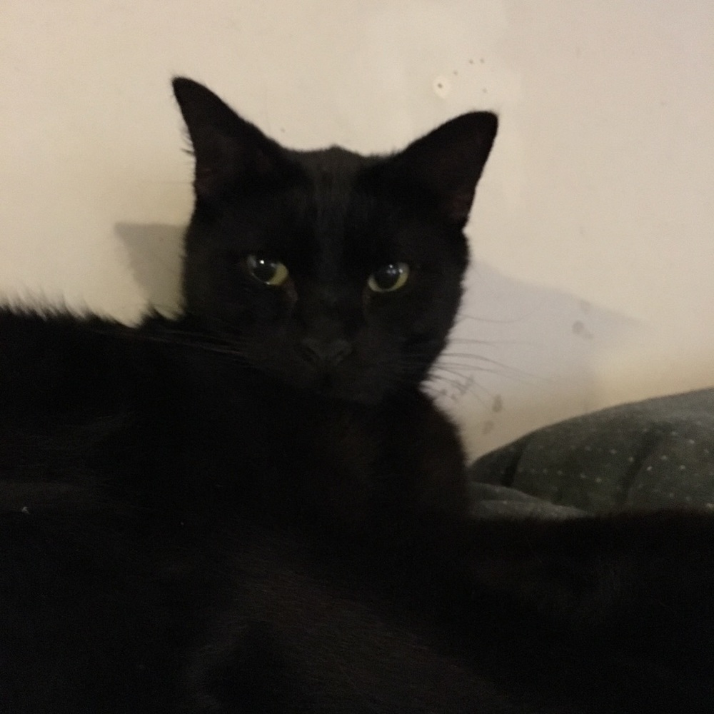 Meet your Posher, Dante